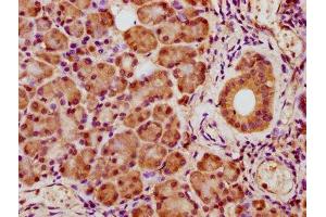IHC image of ABIN7166927 diluted at 1:400 and staining in paraffin-embedded human pancreatic tissue performed on a Leica BondTM system. (CRYZ 抗体  (AA 47-109))