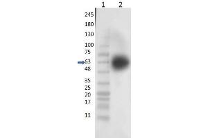 Western Blot of Rabbit Anti-KLF4 Antibody - Western Blot of Rabbit Anti-KLF4 Antibody. (KLF4 抗体  (N-Term))