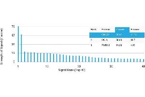 Protein Array (PAr) image for anti-Nuclear Receptor Subfamily 4, Group A, Member 2 (NR4A2) antibody (ABIN7456241)