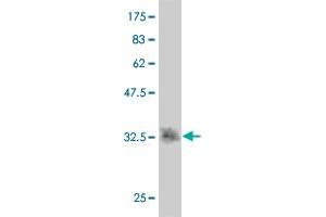 Western Blot detection against Immunogen (35. (SNX15 抗体  (AA 51-139))