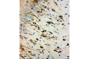 Anti-muscarinic Acetylcholine Receptor 1 antibody, IHC(P) IHC(P): Rat Brain Tissue (CHRM1 抗体  (C-Term))