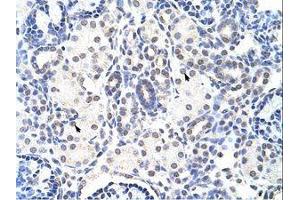 Image no. 1 for anti-Nuclear Import 7 Homolog (NIP7) (C-Term) antibody (ABIN202042) (NIP7 抗体  (C-Term))