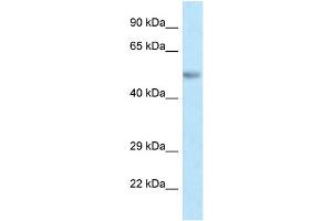 WB Suggested Anti-Pax8 Antibody Titration: 1.