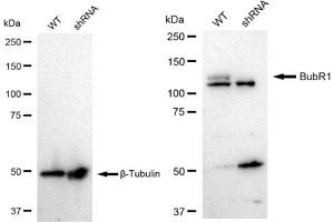 Western blotting analysis using BubR1 antibody (ABIN7797805). (Recombinant BUB1B 抗体)