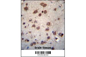 PHAX Antibody immunohistochemistry analysis in formalin fixed and paraffin embedded human brain tissue followed by peroxidase conjugation of the secondary antibody and DAB staining. (PHAX 抗体  (C-Term))