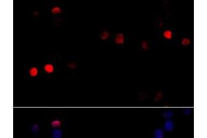 Immunofluorescence analysis of 293T cells using CCNG1 Polyclonal Antibody at dilution of 1:100 (40x lens). (Cyclin G1 抗体)