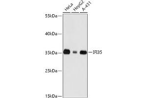 Western blot analysis of extracts of various cell lines, using IFI35 antibody (ABIN7267962) at 1:1000 dilution. (IFI35 抗体  (AA 1-288))