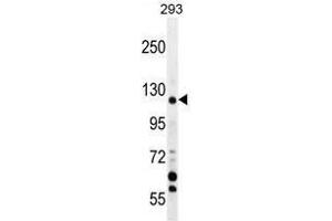 TRPM8 Antibody (Center) western blot analysis in 293 cell line lysates (35 µg/lane). (TRPM8 抗体  (Middle Region))