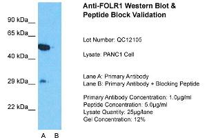 Host:  Rabbit  Target Name:  FOLR1  Sample Type:  PANC1 Whole Cell  Lane A:  Primary Antibody  Lane B:  Primary Antibody + Blocking Peptide  Primary Antibody Concentration:  1ug/ml  Peptide Concentration:  5ug/ml  Lysate Quantity:  25ug/lane/Lane  Gel Concentration:  0. (FOLR1 抗体  (Middle Region))