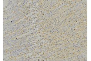 ABIN6276611 at 1/100 staining Human gastric tissue by IHC-P. (DCI 抗体  (N-Term))