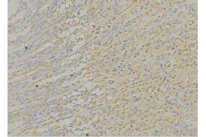 ABIN6276611 at 1/100 staining Human gastric tissue by IHC-P. (DCI 抗体  (N-Term))