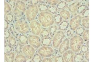 Immunohistochemistry of paraffin-embedded human kidney tissue using ABIN7142338 at dilution of 1:100