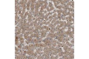Immunohistochemical staining of human ovary with C9 polyclonal antibody  shows strong cytoplasmic positivity in follicle cells at 1:10-1:20 dilution. (C9 抗体)