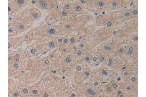 DAB staining on IHC-P; Samples: Human Liver Tissue (PROK2 抗体  (AA 30-128))