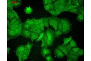 Immunocytochemistry/Immunofluorescence analysis using Mouse Anti-PSD95 Monoclonal Antibody, Clone 7E3 . (DLG4 抗体  (PerCP))