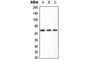 Western blot analysis of PPP2R1B expression in HeLa (A), Raw264. (PPP2R1B 抗体  (C-Term))