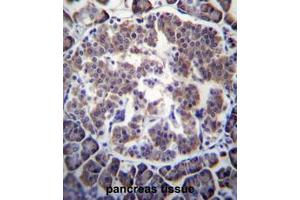 TBL2 Antibody (N-term) immunohistochemistry analysis in formalin fixed and paraffin embedded human pancreas tissue followed by peroxidase conjugation of the secondary antibody and DAB staining. (TBL2 抗体  (N-Term))
