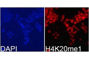 Immunofluorescence analysis of 293T cell usingH4K20me1 antibody. (Histone H4 抗体  (meLys20))