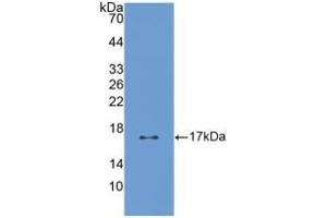 Western blot analysis of recombinant Human PTN. (Pleiotrophin 抗体  (AA 33-168))