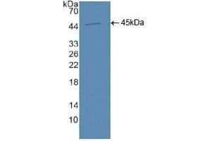 Detection of Recombinant AQP4, Human using Polyclonal Antibody to Aquaporin 4 (AQP4)