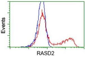 HEK293T cells transfected with either RC201454 overexpress plasmid (Red) or empty vector control plasmid (Blue) were immunostained by anti-RASD2 antibody (ABIN2453960), and then analyzed by flow cytometry. (RASD2 抗体)