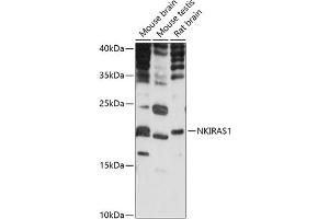 Western blot analysis of extracts of various cell lines, using NKIR antibody (ABIN7268903) at 1:1000 dilution. (NKIRAS1 抗体  (AA 118-192))