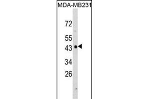 Western blot analysis of NDRG1 Antibody (N-term) (ABIN390922 and ABIN2841124) in MDA-M cell line lysates (35 μg/lane). (NDRG1 抗体  (N-Term))