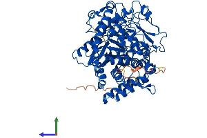 Protein Structure (PS) image for Glutamate-Cysteine Ligase, Catalytic Subunit (GCLC) (AA 1-637) protein (His tag) (ABIN7548134)