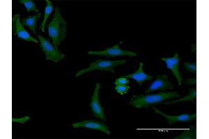 Immunofluorescence of purified MaxPab antibody to FAM60A on HeLa cell. (FAM60A 抗体  (AA 1-221))