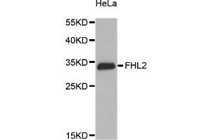 Western blot analysis of extracts of HeLa cells, using FHL2 antibody. (FHL2 抗体)
