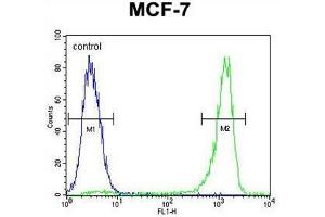 VEGF3 Antibody (N-term) flow cytometric analysis of MCF-7 cells (right histogram) compared to a negative control cell (left histogram). (VEGFC 抗体  (N-Term))