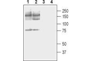 Western blot analysis of rat (lanes 1 and 3) and mouse (lanes 2 and 4) brain membranes: - 1,2. (ATP2B2 抗体  (2nd Cytoplasmic Loop))
