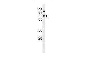 SNRNP70 Antibody (Center) (ABIN1538034 and ABIN2848695) western blot analysis in CEM cell line lysates (35 μg/lane). (SNRNP70 抗体  (AA 195-223))