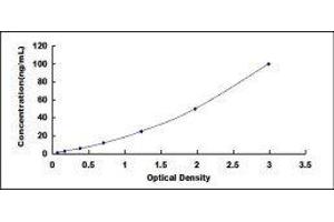 ELISA image for Gastrokine 2 (GKN2) ELISA Kit (ABIN437555)