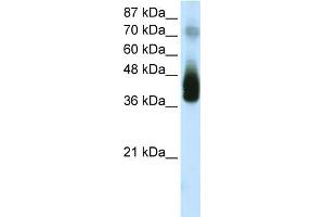 WB Suggested Anti-JUNB  Antibody Titration: 2. (C-JUN 抗体  (C-Term))