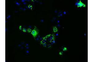 Immunofluorescence (IF) image for anti-Fumarylacetoacetate Hydrolase Domain Containing 2A (FAHD2A) antibody (ABIN1498181) (FAHD2A 抗体)