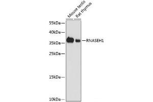 Western blot analysis of extracts of various cell lines using RNASEH1 Polyclonal Antibody at dilution of 1:1000. (Ribonuclease H1 抗体)