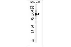 Western blot analysis of anti-CUL5 Antibody (C-term) in Hela cell line lysates (35ug/lane). (Cullin 5 抗体  (C-Term))