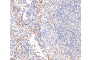 Immunohistochemistry of paraffin-embedded Mouse spleen using GPC3 Polyclonal Antibody at dilution of 1:100 (40x lens). (Glypican 3 抗体)