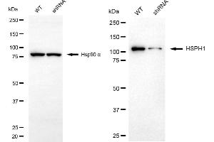 Western blotting analysis using HSPH1 antibody (ABIN7798840). (HSPH1 抗体)