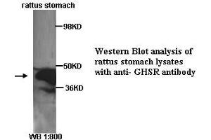 Image no. 1 for anti-Growth Hormone Secretagogue Receptor (GHSR) (C-Term) antibody (ABIN790871) (GHSR 抗体  (C-Term))
