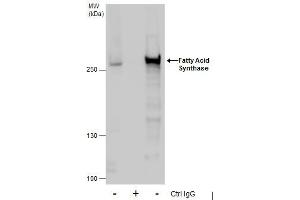 IP Image Immunoprecipitation of Fatty Acid Synthase protein from HeLa whole cell extracts using 5 μg of Fatty Acid Synthase antibody [N1N2], N-term, Western blot analysis was performed using Fatty Acid Synthase antibody [N1N2], N-term, EasyBlot anti-Rabbit IgG  was used as a secondary reagent. (Fatty Acid Synthase 抗体  (N-Term))