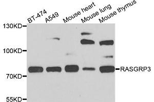 Western blot analysis of extracts of various cells, using RASGRP3 antibody.