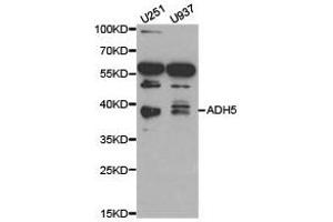 Western Blotting (WB) image for anti-Alcohol Dehydrogenase 5 (Class III), chi Polypeptide (ADH5) antibody (ABIN1870820) (ADH5 抗体)