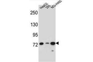 Western blot analysis of LNX2 Antibody (C-term) in HepG2, 293, NCI-H460 cell line lysates (35ug/lane). (LNX2 抗体  (C-Term))