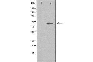 Western blot analysis of extracts from 293 cells, using ARMX2 antibody.