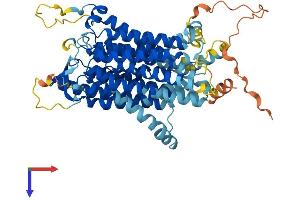 Solute Carrier Family 15 Member 3 (SLC15A3) (AA 1-578) protein (His tag)