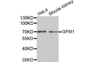 Western Blotting (WB) image for anti-G-Elongation Factor, Mitochondrial 1 (GFM1) antibody (ABIN1872802) (GFM1 抗体)