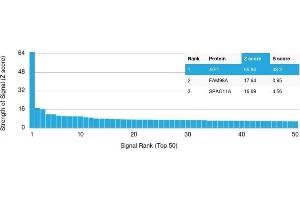 Analysis of Protein Array containing >19,000 full-length human proteins using AIF1 Mouse Monoclonal Antibody (rAIF/1909) Z- and S- Score: The Z-score represents the strength of a signal that a monoclonal antibody (Monoclonal Antibody) (in combination with a fluorescently-tagged anti-IgG secondary antibody) produces when binding to a particular protein on the HuProtTM array. (Recombinant Iba1 抗体  (AA 1-146))