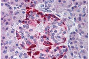 Human Pancreas (formalin-fixed, paraffin-embedded) stained with EPHA2 antibody ABIN291771 at 10 ug/ml followed by biotinylated goat anti-rabbit IgG secondary antibody ABIN481713, alkaline phosphatase-streptavidin and chromogen. (EPH Receptor A2 抗体  (AA 450-500))